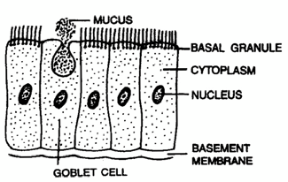 2216_simple columnar epithelium1.png